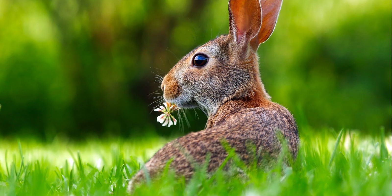 Easter Edition: Rabbits Are Frequent Victims Of Animal Cruelty pexels photo 255387 4446288f