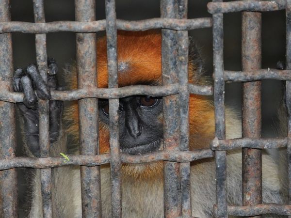 10 Everyday Products You Did Not Know Contain Animal Ingredients purcorganics animal ingredients 44cfb18b