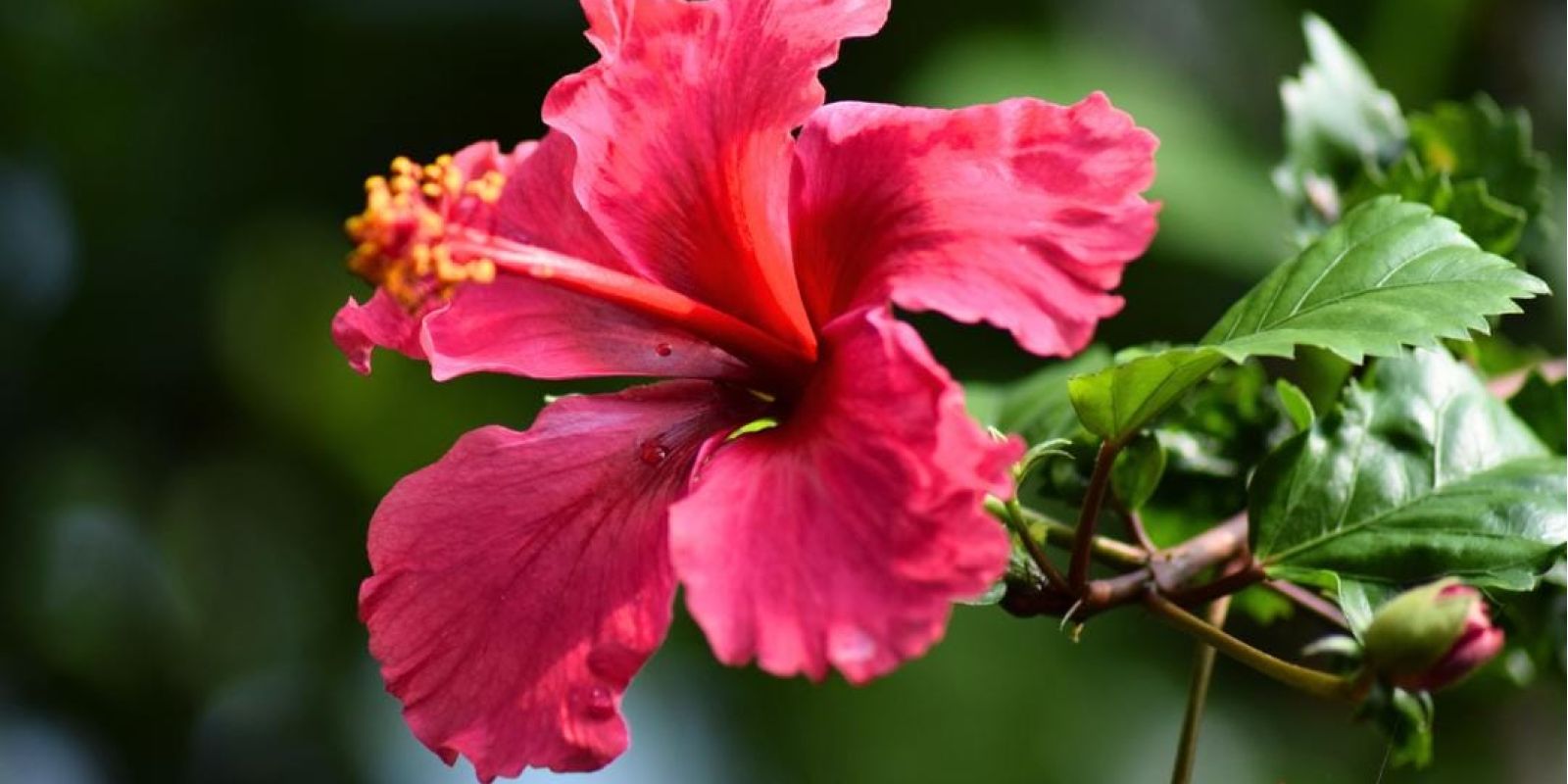 Hibiscus for Hair Growth: Natural Remedy and Expert Tips WhatsApp Image 2023 06 25 at 11.37.31 6ffe47eb
