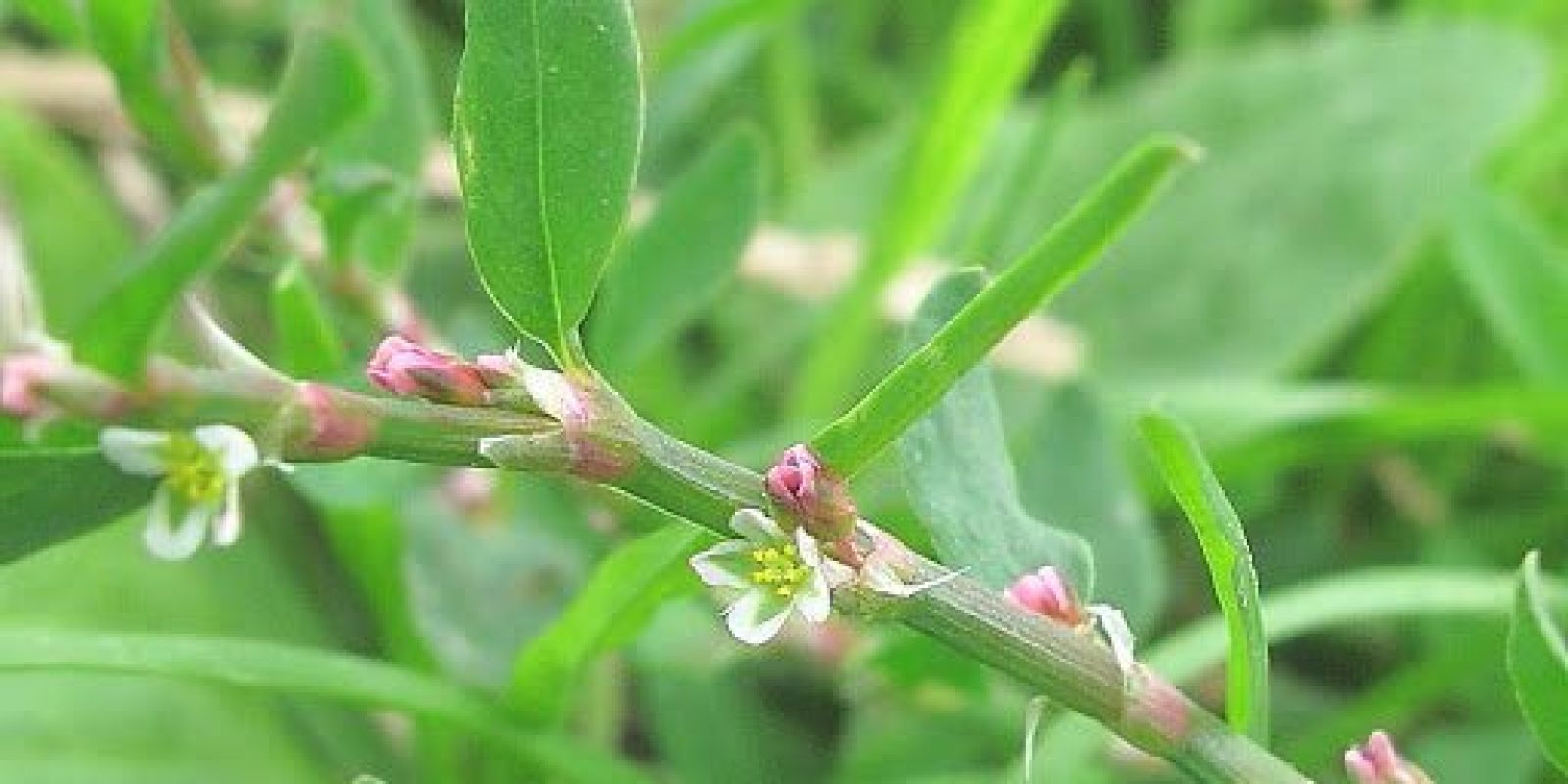 Polygonum Multiflorum/Chinese Knotweed: A Prized Top Longevity Tonic purcorganics polygonum plant 8912069e