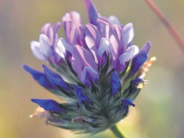 15 Benefits Of Niacinamide For Toned, More Youthful Skin purcorganics Bakuchiols 8c192cdd