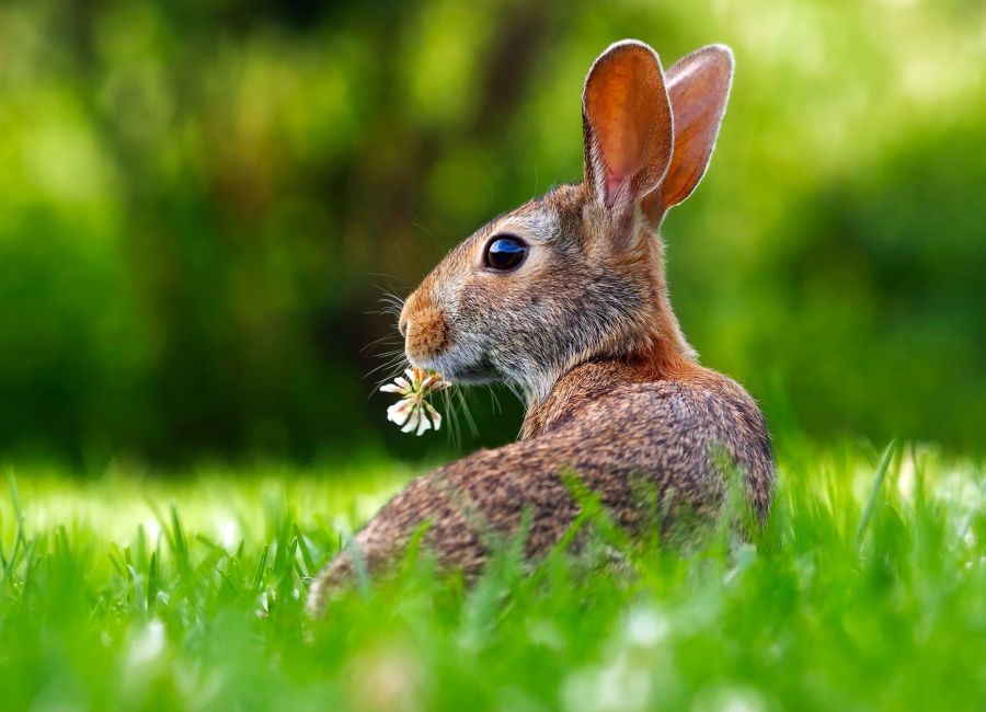 close up of an animal eating grass