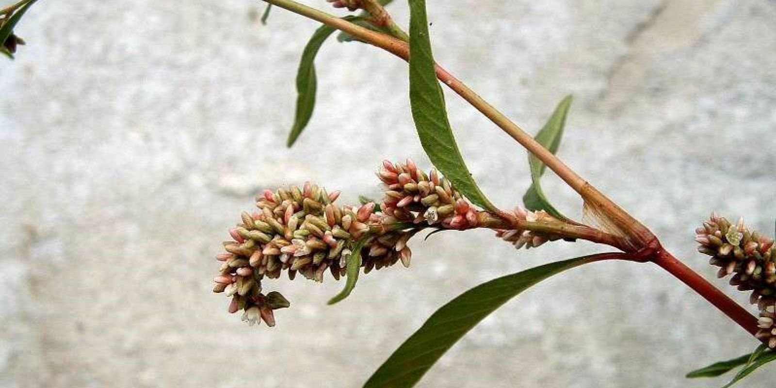 Everything You Need To Know About Polygonum Multiflorum Shampoo Bar polygonum b431cce0