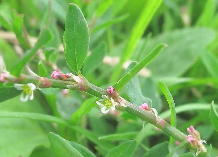 Bakuchiol - Better Than Retinol purcorganics polygonum plant cf6f72ad