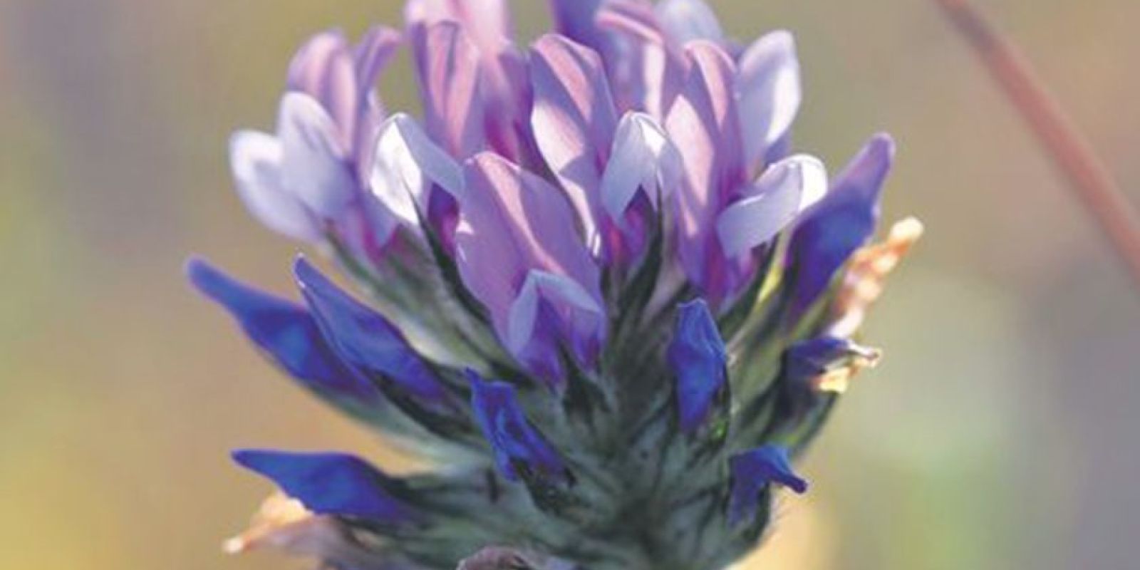 Bakuchiol - Better Than Retinol purcorganics Bakuchiols d2048b7c