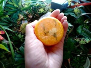 Jasmine Shampoo Bar photo review