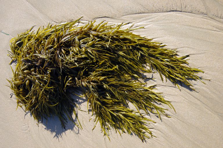 Top 7 Essential Natural Ingredients For Healthy Hair seaweed