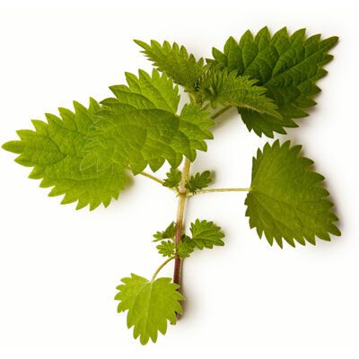 Mint Shampoo Bar purcorganics peppermint