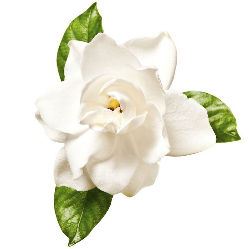 gardenia florida