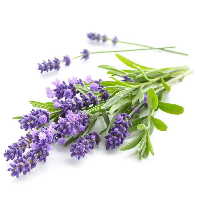 PURC Intensive Hair Strengthening Treatment Serum purcorganics Lavender