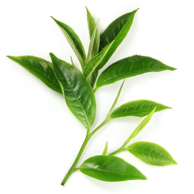 Tea Tree Essential Oil purcoragnics tea tree oil