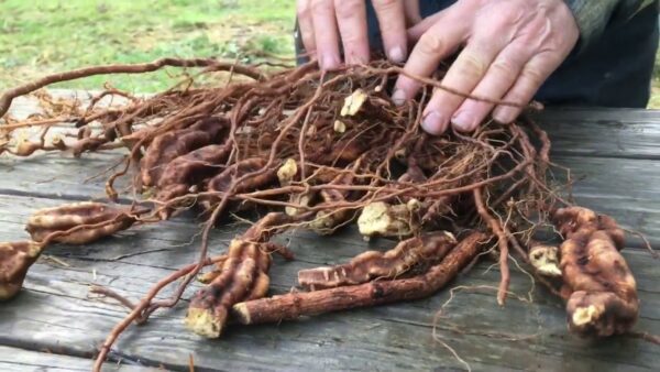 PURC Organics - Sustainable Organic Shampoo Bars & Haircare Products