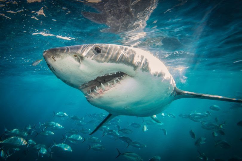 Squalane vs Squalene. Why Should You Care? great white shark 810x540 1