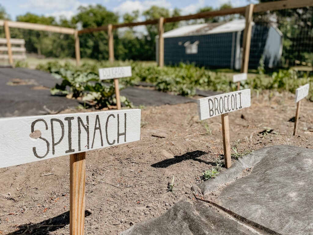 vegetable garden : blogger