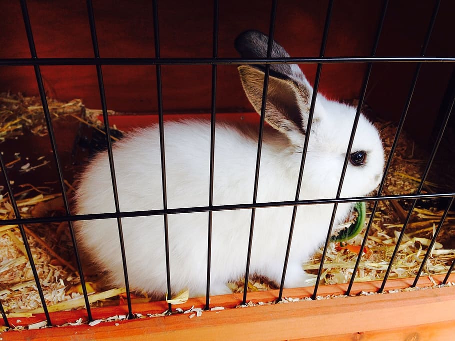 Easter Edition: Rabbits Are Frequent Victims Of Animal Cruelty hare animal rabbit cage