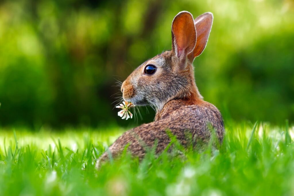 close up of an animal eating grass