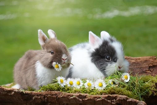 Easter Edition: Rabbits Are Frequent Victims Of Animal Cruelty! What can be done to stop this? rabbit 2174679 340