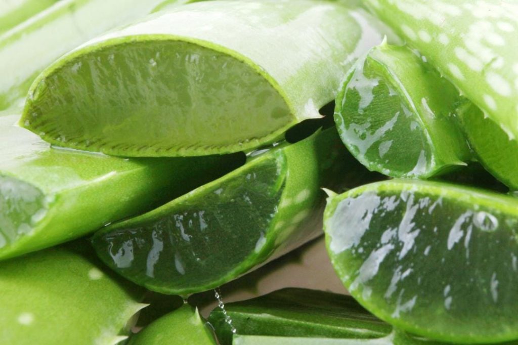10 Potent DIY Aloe Vera Beauty Hacks for Radiant Skin and Lustrous Hair WhatsApp Image 2023 06 26 at 23.40.59