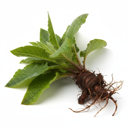 Brazilian Keratin Hair Care Set - Shampoo, Conditioner & Treatment comfrey root