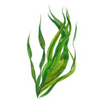 kelp seaweed, watercolor illustration on white background kelp seaweed, watercolor illustration on white background