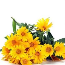 purcorganics – Chrysanthemum flower Extract purcorganics - Chrysanthemum flower Extract