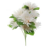 purcorganics - Chrysanthemum