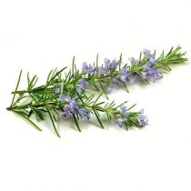 purcorganics – Rosemary extracts purcorganics - Rosemary extracts