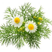 purcorganics – chamomile purcorganics - chamomile