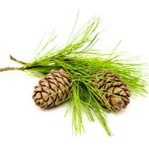 purcorganics – chinese cedarwood oil purcorganics - chinese cedarwood oil